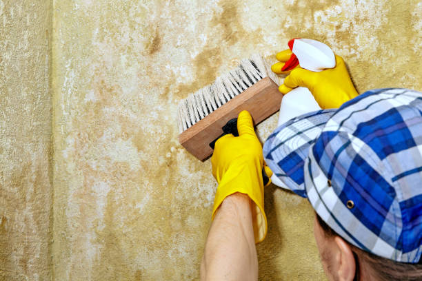 Trusted Surf City, NJ Mold Removal Experts